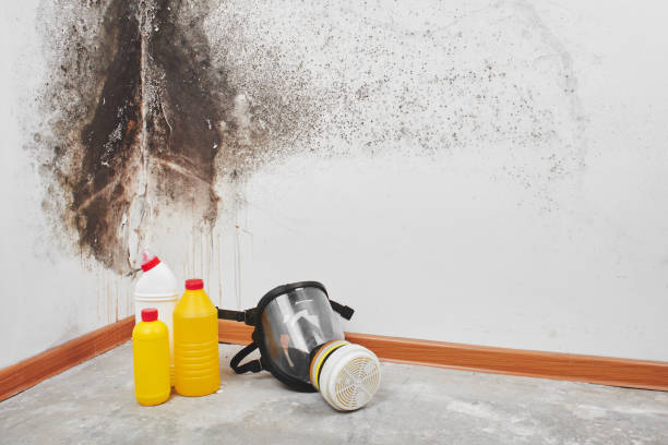 Best Home Mold Removal  in Alderson, WV