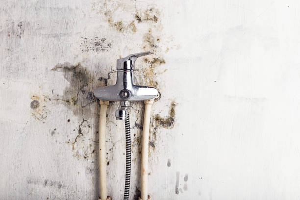 Best Best Mold Removal Companies  in Alderson, WV