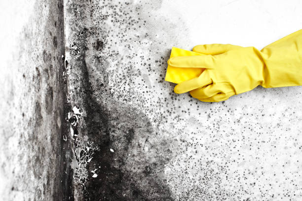 Best Mold Damage Repair  in Alderson, WV