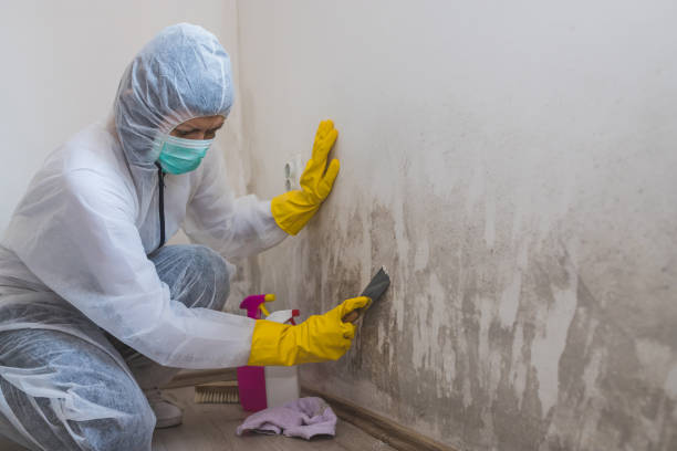Best Residential Mold Removal  in Alderson, WV