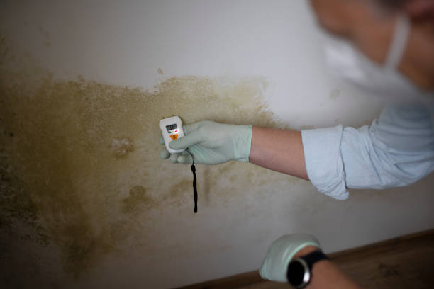 Home Mold Removal in Alderson, WV