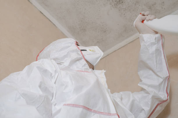 Best Home Mold Removal  in Alderson, WV