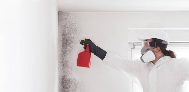 Attic Mold Removal in Alderson, WV