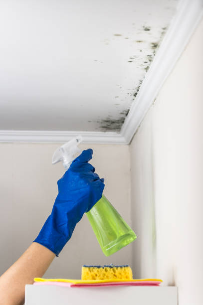 Best Crawl Space Mold Removal  in Alderson, WV