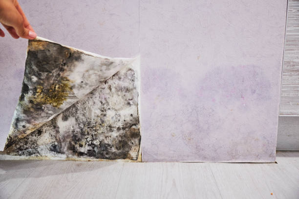 Best Professional Mold Removal  in Alderson, WV